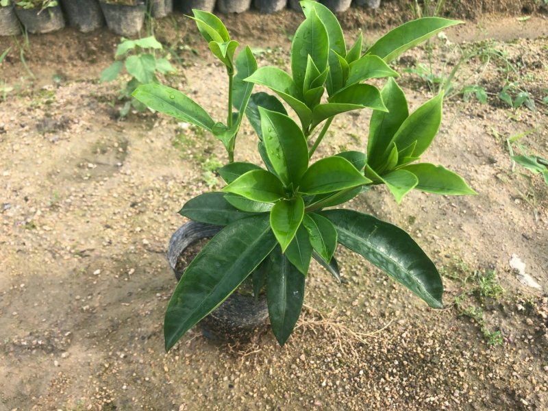 硬枝黄蝉