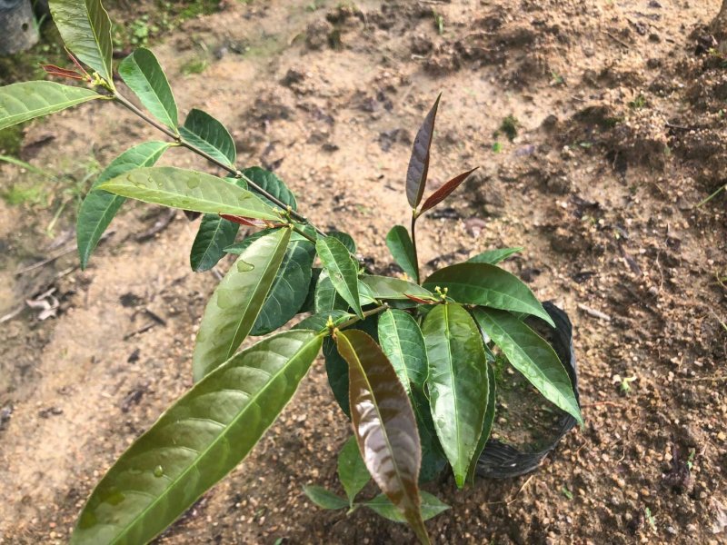 红背桂