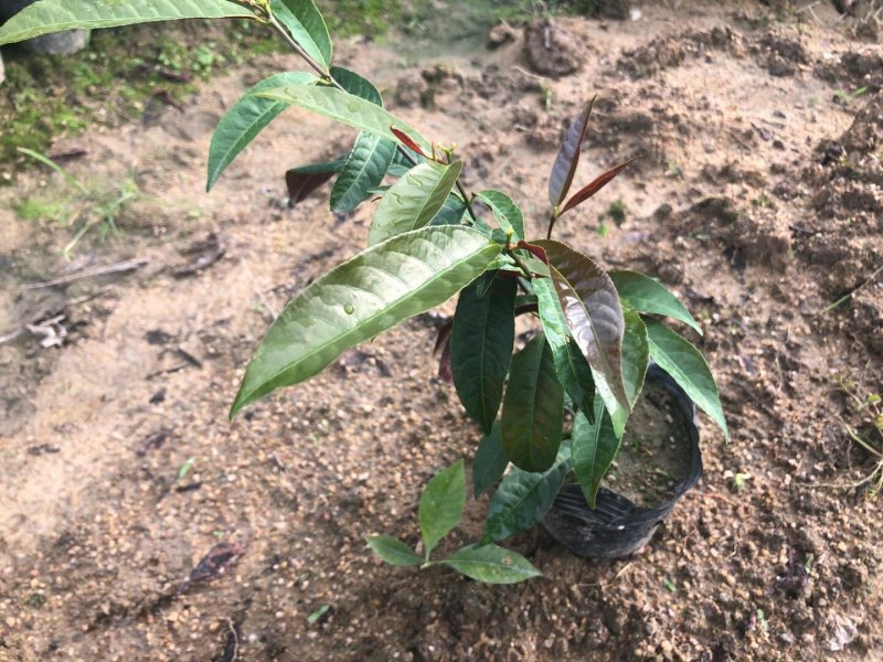 红背桂