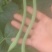 无劲豆白菜茄子也上市欢迎老板来行价