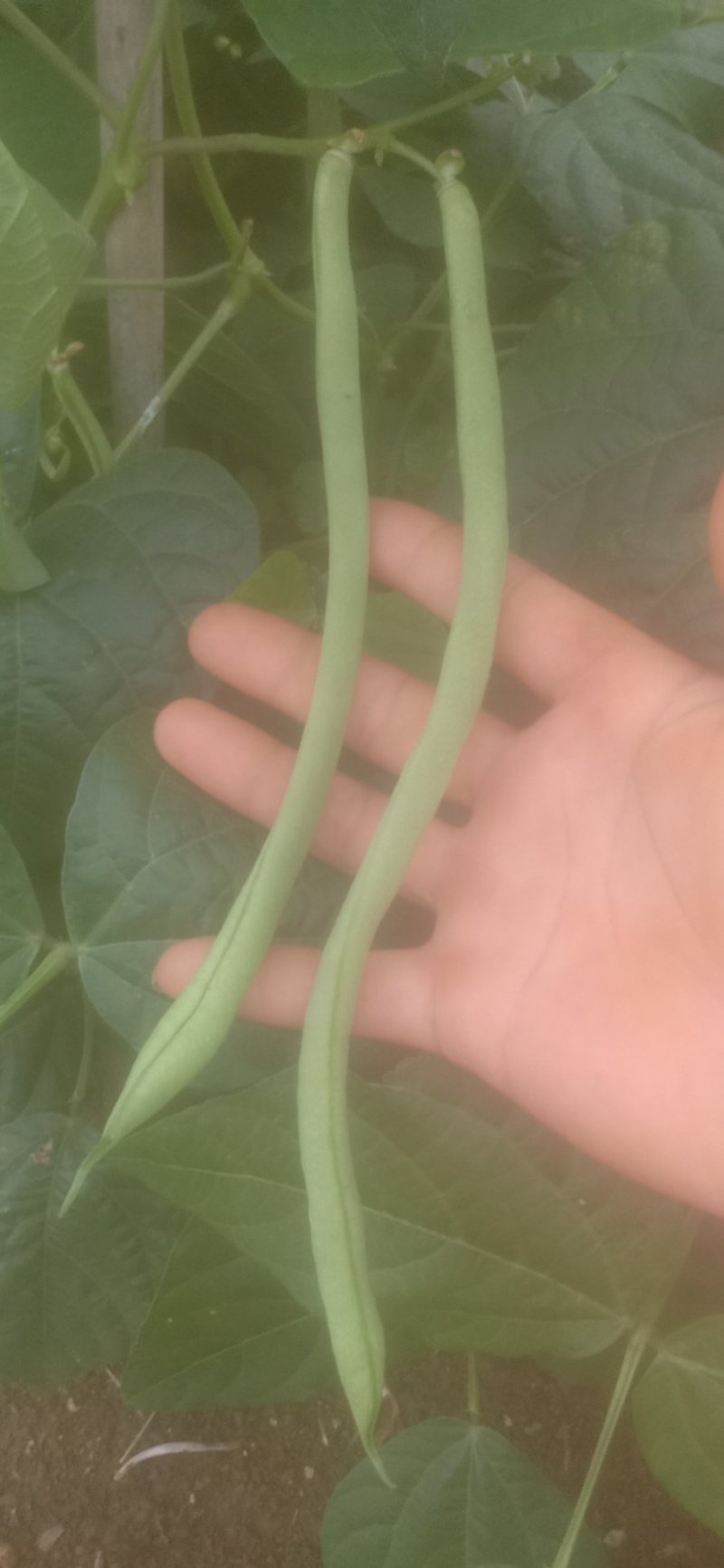 无劲豆白菜茄子也上市欢迎老板来行价