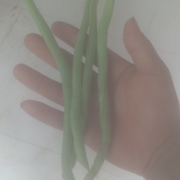 无劲豆白菜茄子也上市欢迎老板来行价