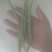 无劲豆白菜茄子也上市欢迎老板来行价