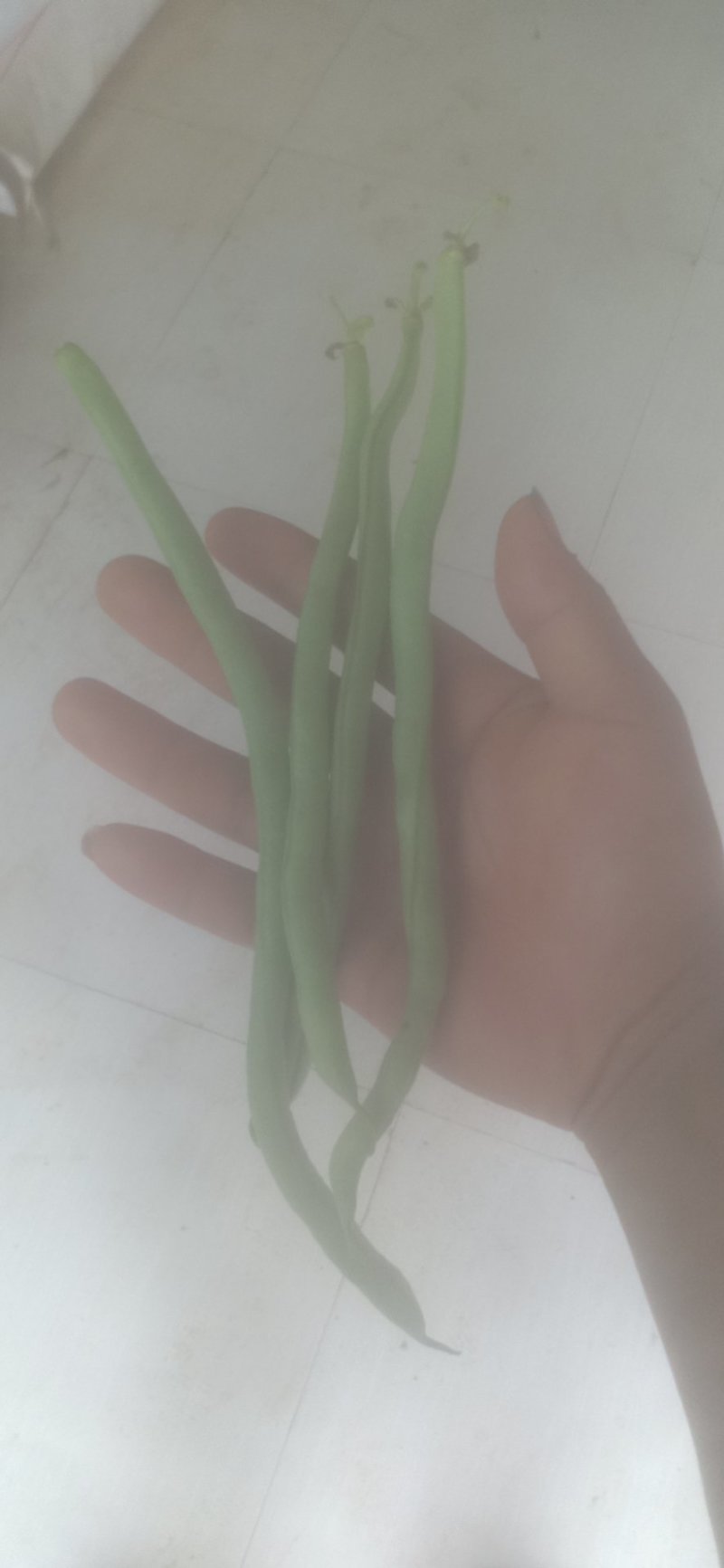 无劲豆白菜茄子也上市欢迎老板来行价