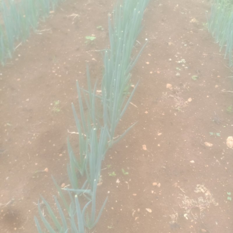 无劲豆白菜茄子也上市欢迎老板来行价