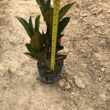 彩霞变色木