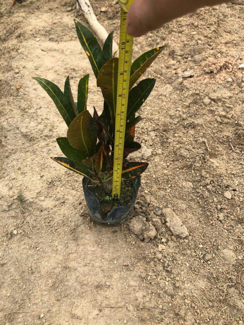 彩霞变色木