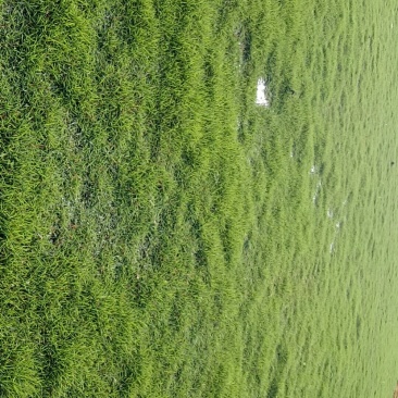 台湾草皮庭院专用