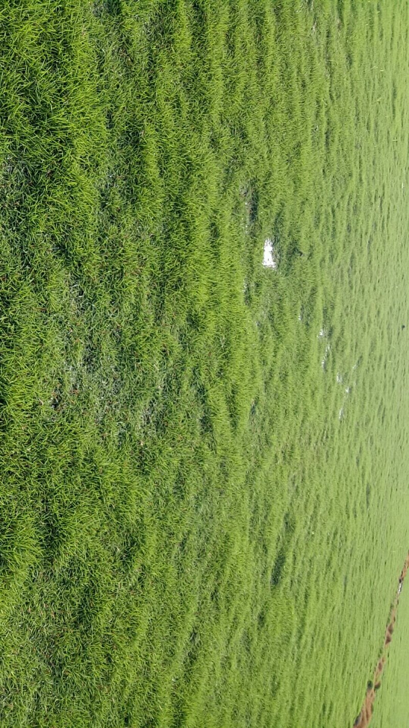台湾草皮庭院专用