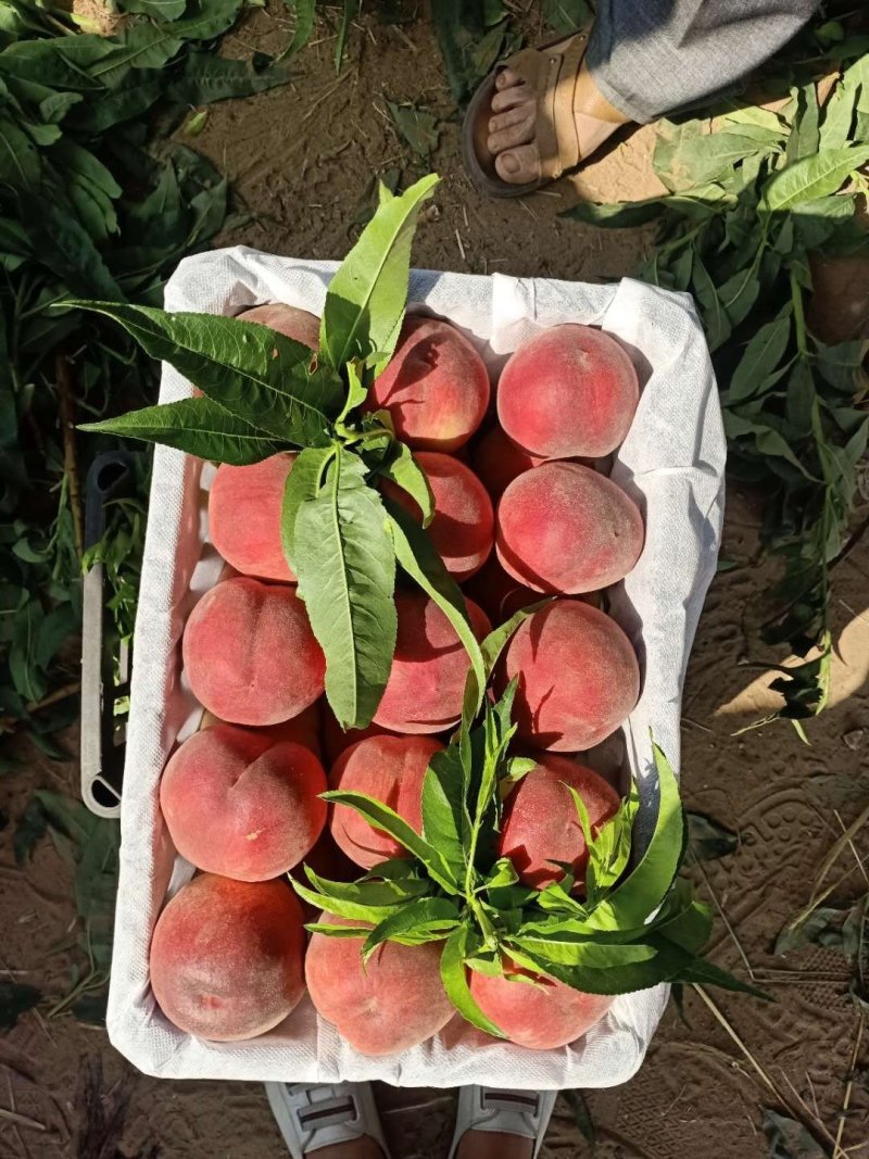陕西精品620，美脆毛桃大量上市，陕西毛桃，质量保证