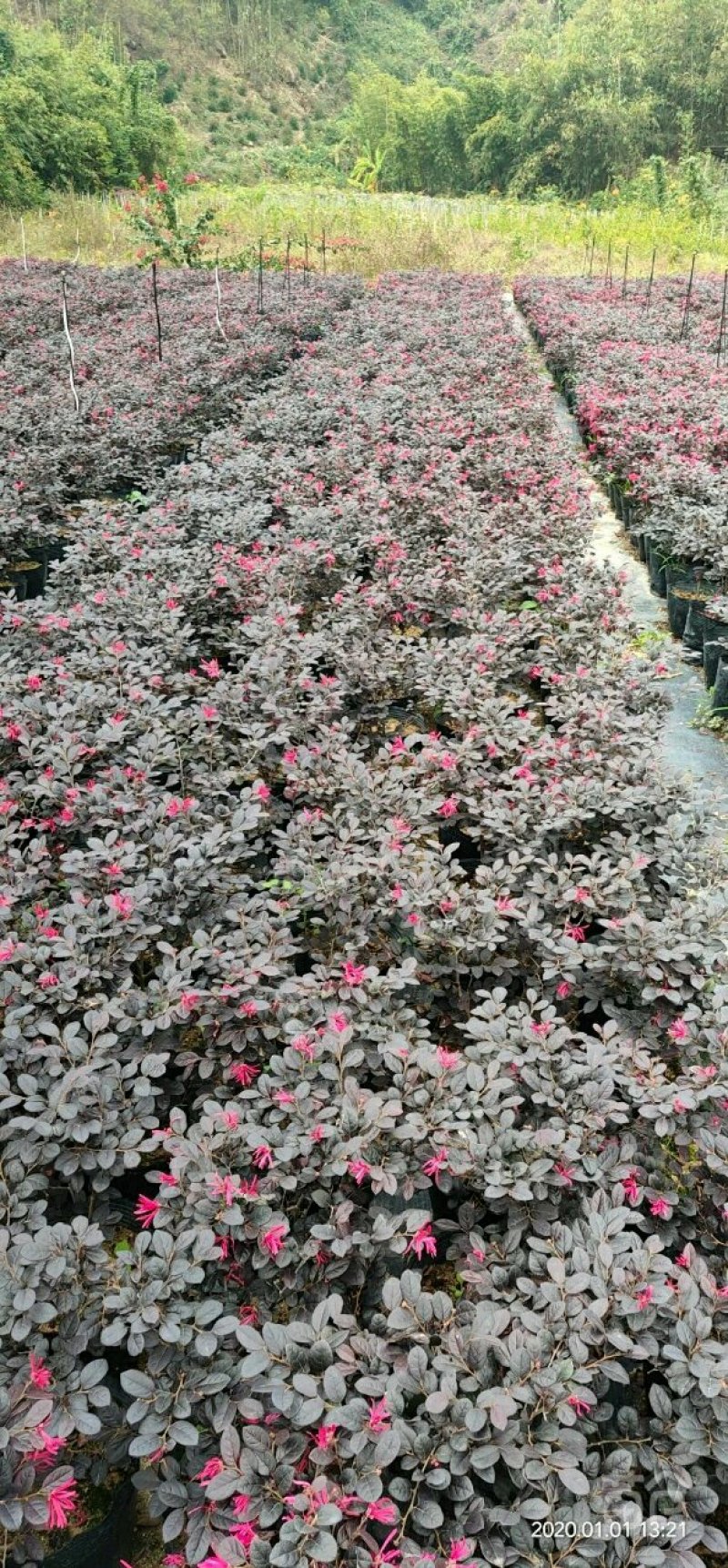 红花继木
