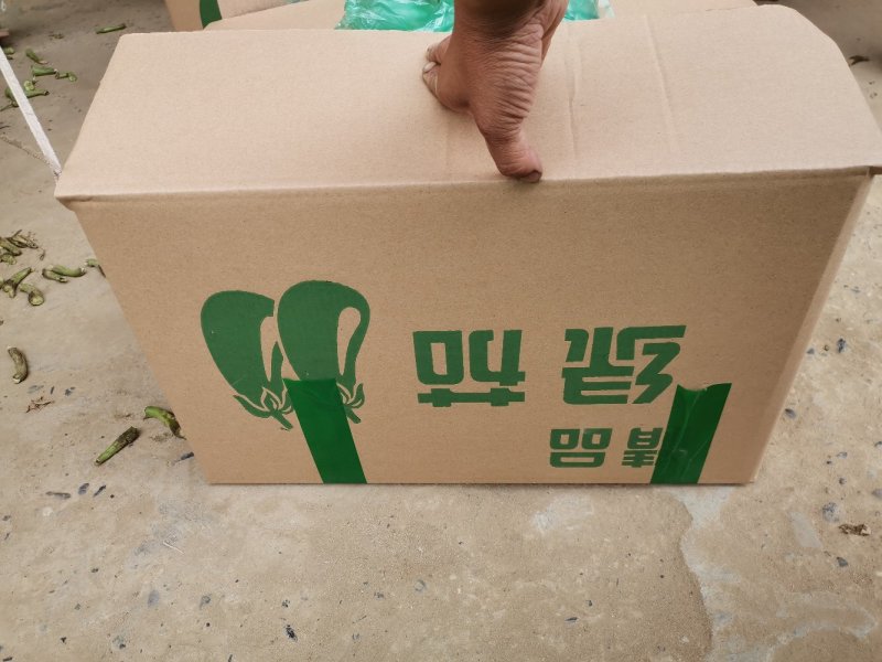 青皮茄子个头匀称批发商采购