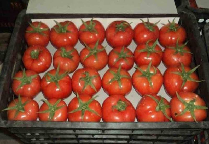 西红柿红果大番茄万亩番茄大量上市硬度高，色泽亮口感好