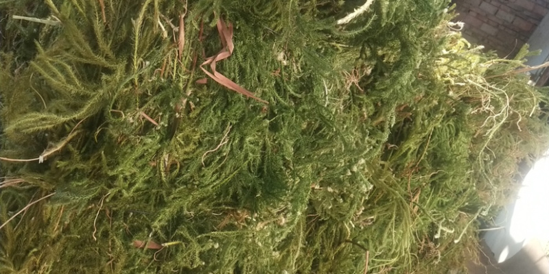 伸筋草，个子，机压包。干货