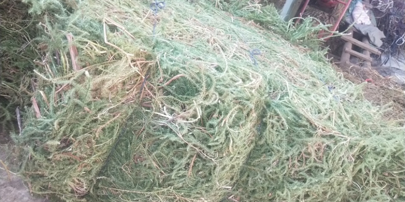 伸筋草，个子，机压包。干货