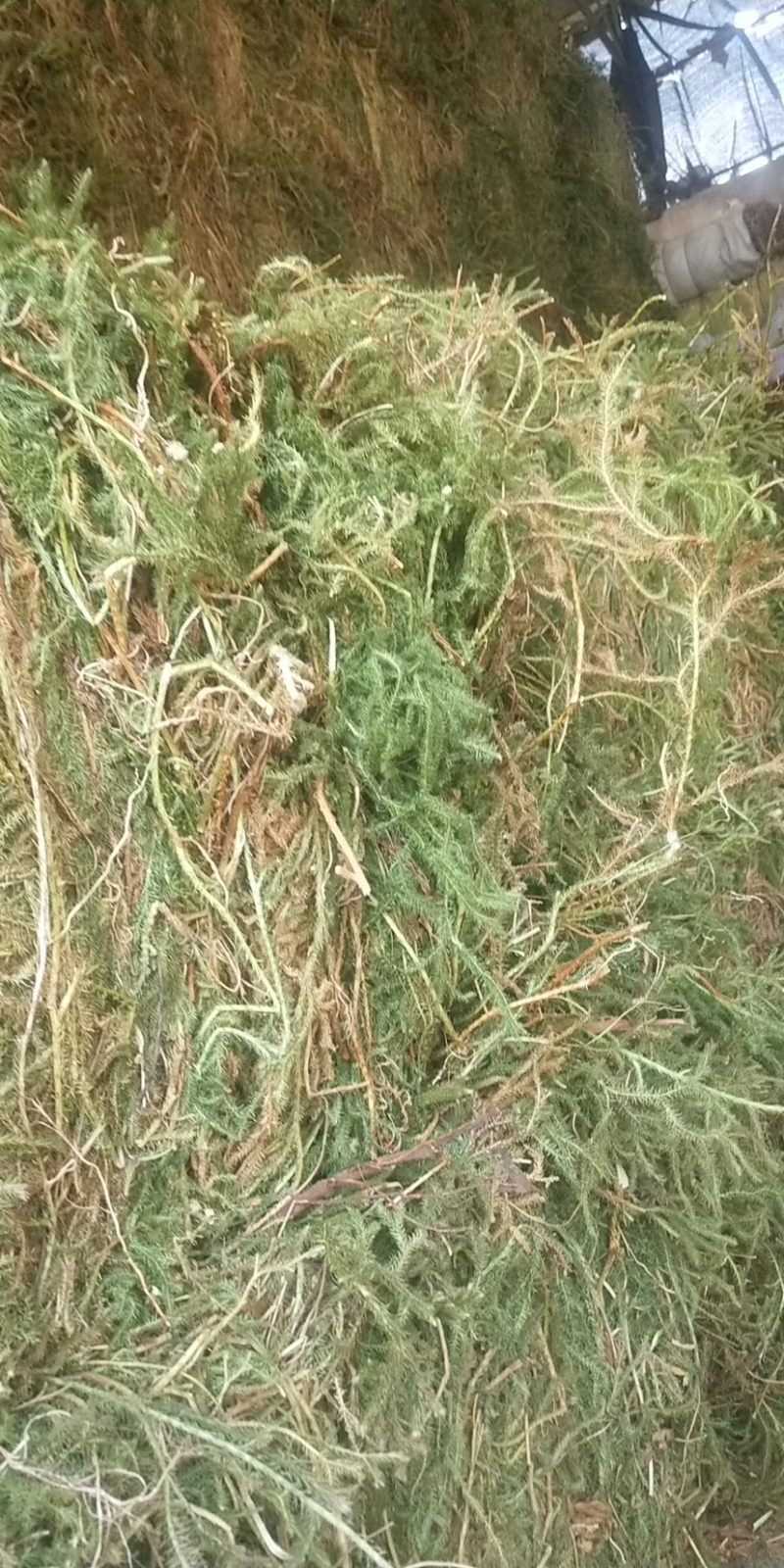 伸筋草，个子，机压包。干货