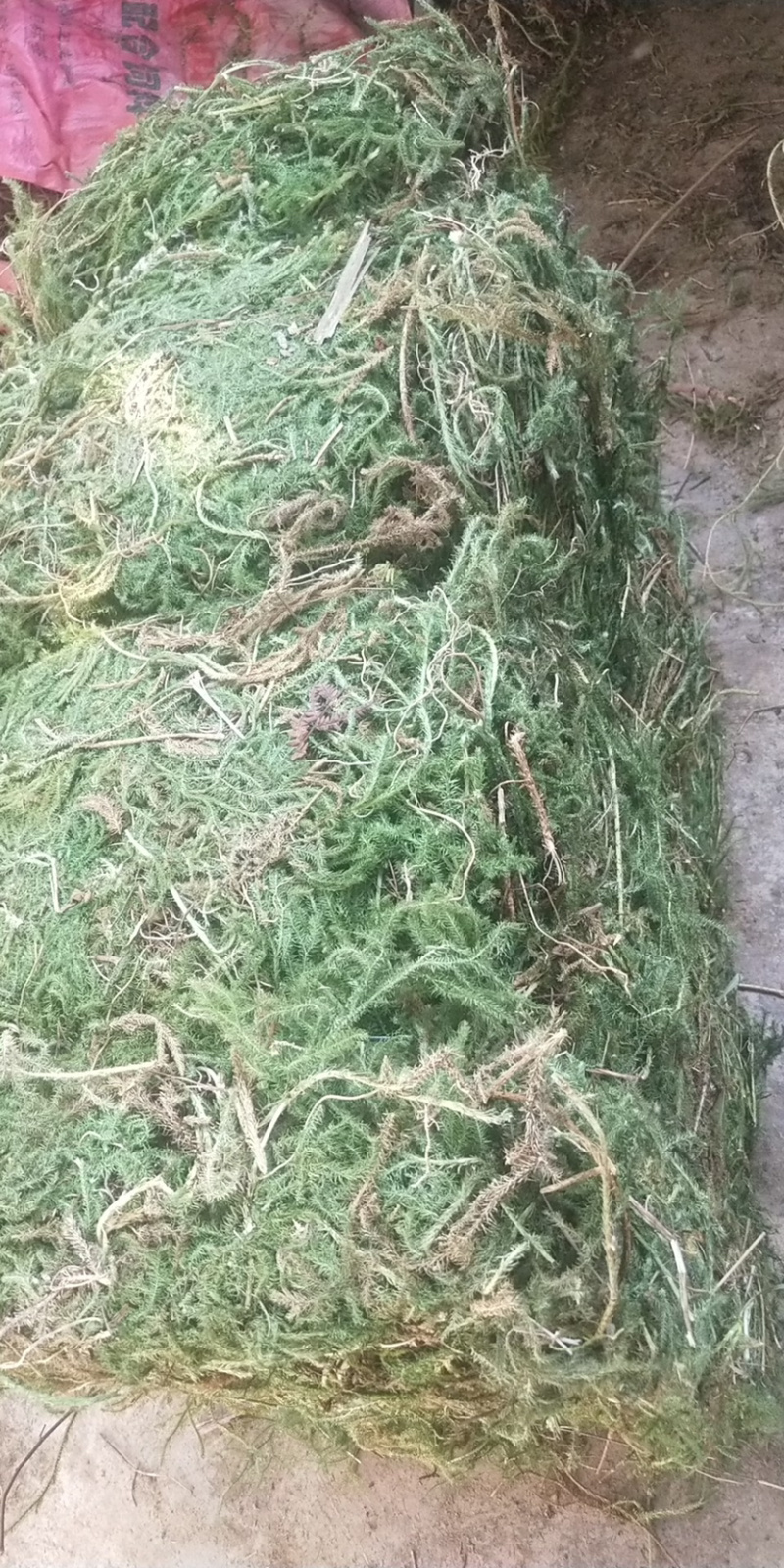 伸筋草，个子，机压包。干货