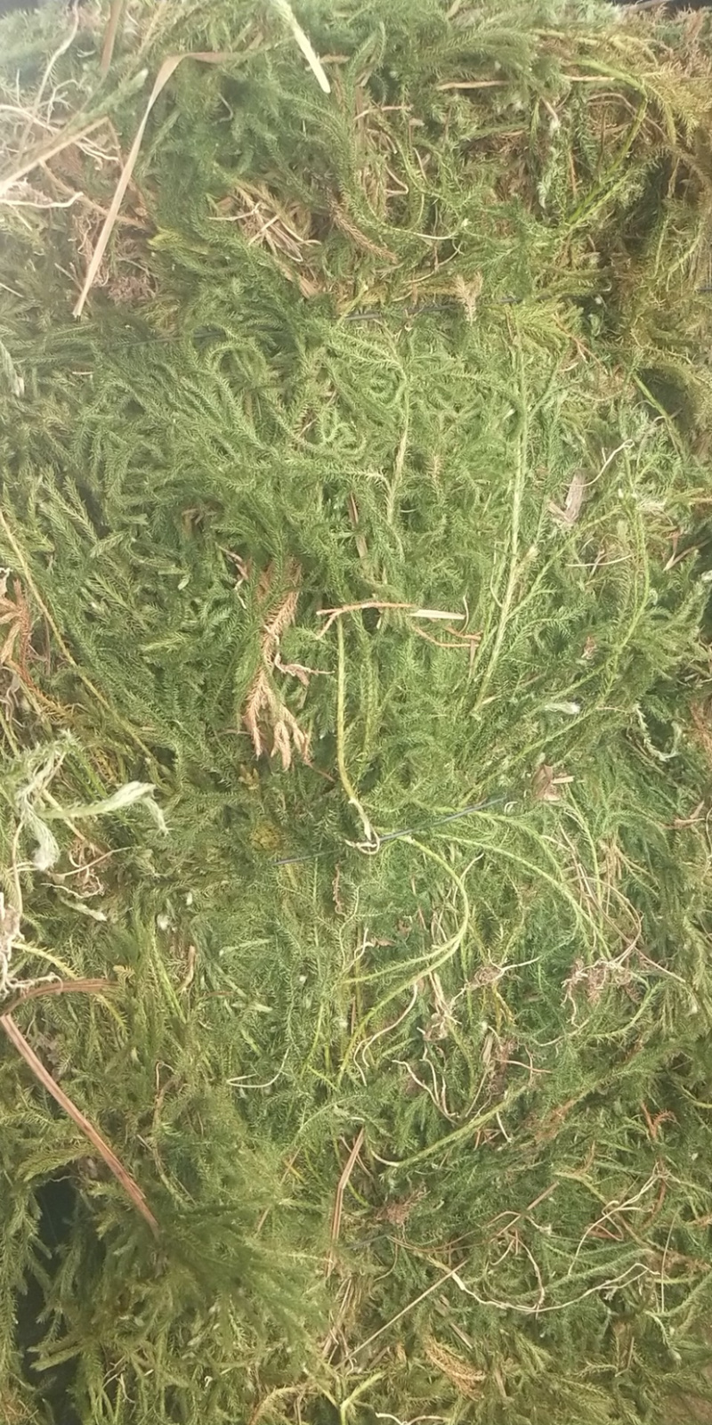 伸筋草，个子，机压包。干货
