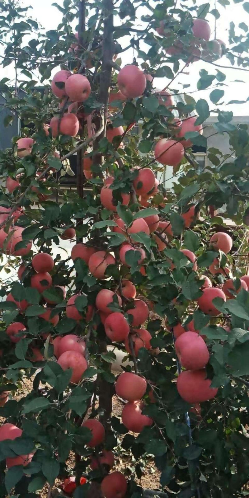 山东精品【红富士苹果】纸袋膜袋大量供应一手货源产地直销