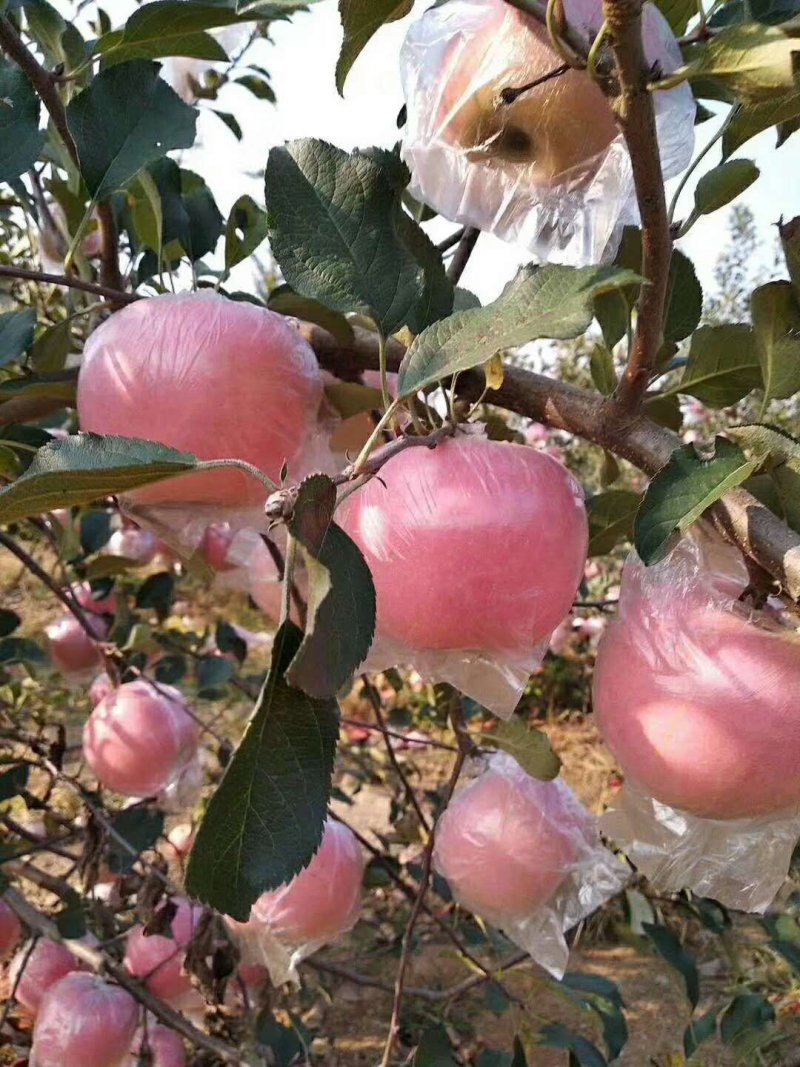 山东精品【红富士苹果】纸袋膜袋大量供应一手货源产地直销