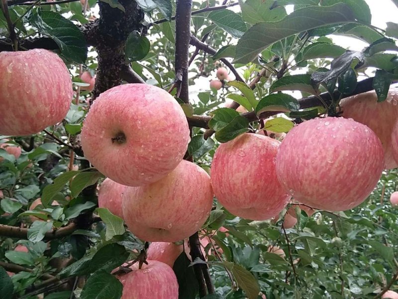 山东精品【红富士苹果】纸袋膜袋大量供应一手货源产地直销