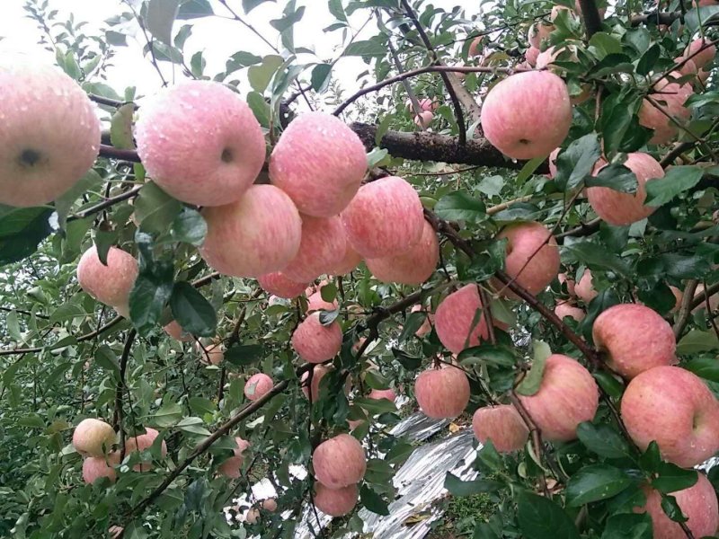 山东精品【红富士苹果】纸袋膜袋大量供应一手货源产地直销