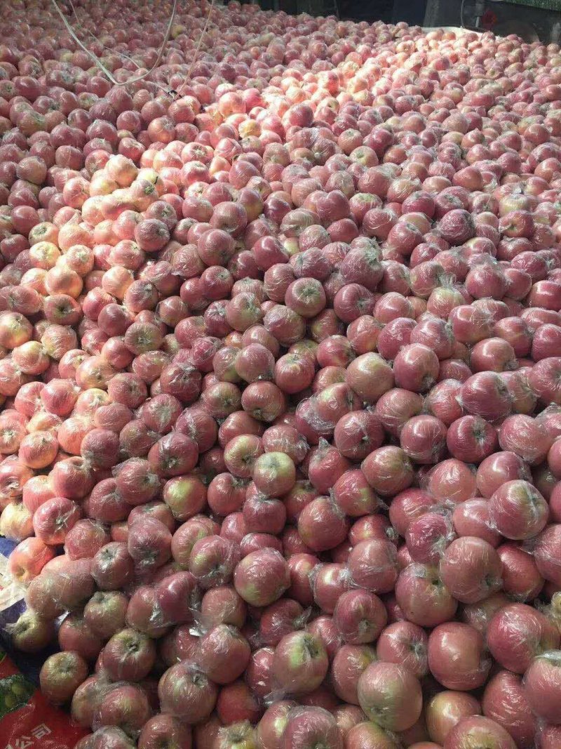 山东精品【红富士苹果】纸袋膜袋大量供应一手货源产地直销
