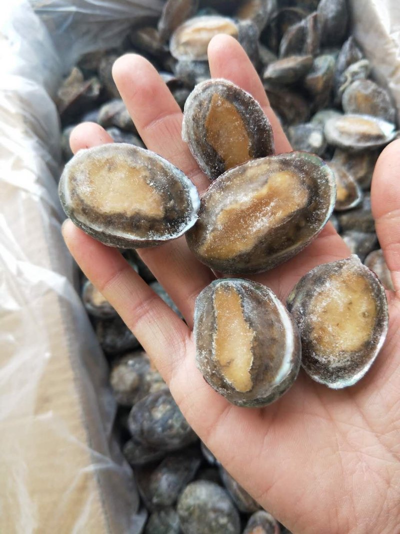 鲍鱼小鲍鱼鲜活鲍鱼速冻大鲍鱼鲍鱼仔新货上市