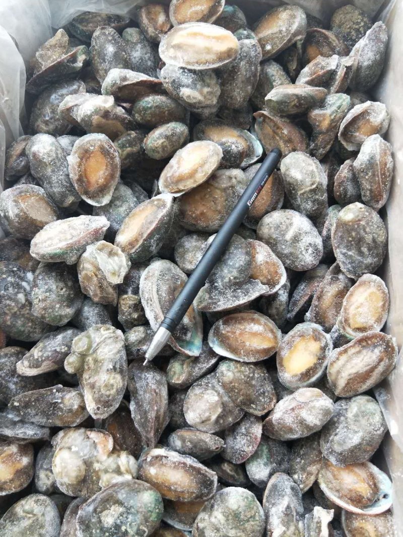 鲍鱼小鲍鱼鲜活鲍鱼速冻大鲍鱼鲍鱼仔新货上市