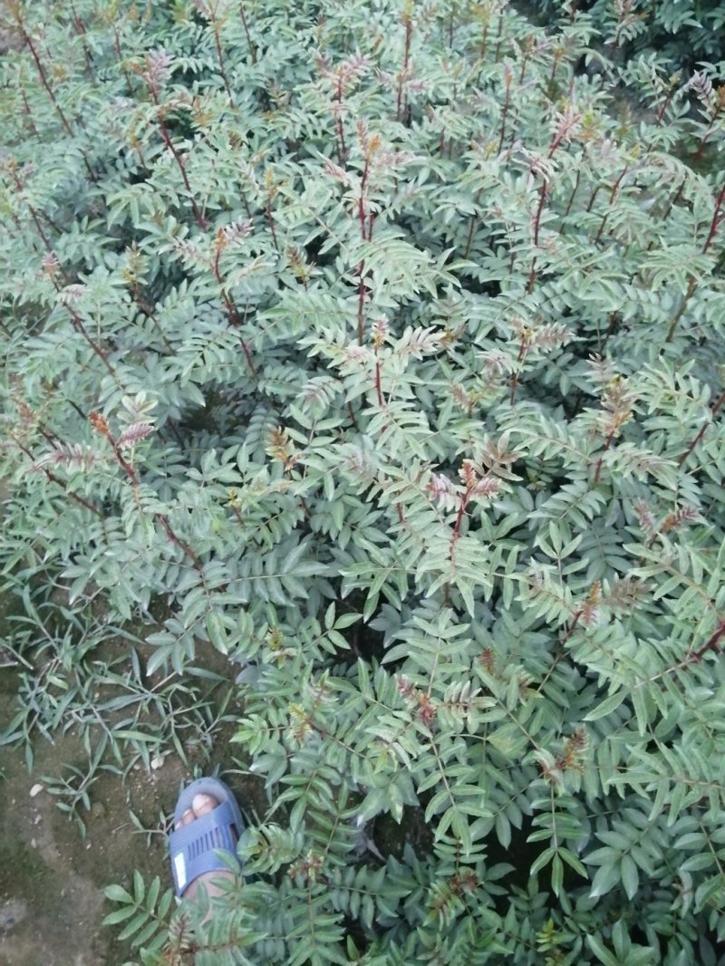 花椒苗，自己家的一手苗。质量有保证