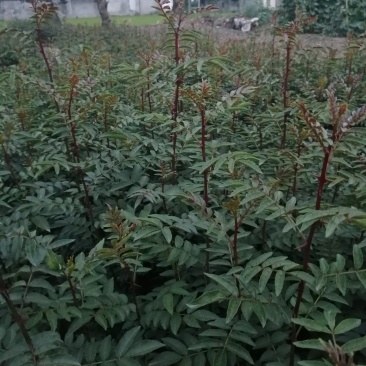 花椒苗，自己家的一手苗。质量有保证