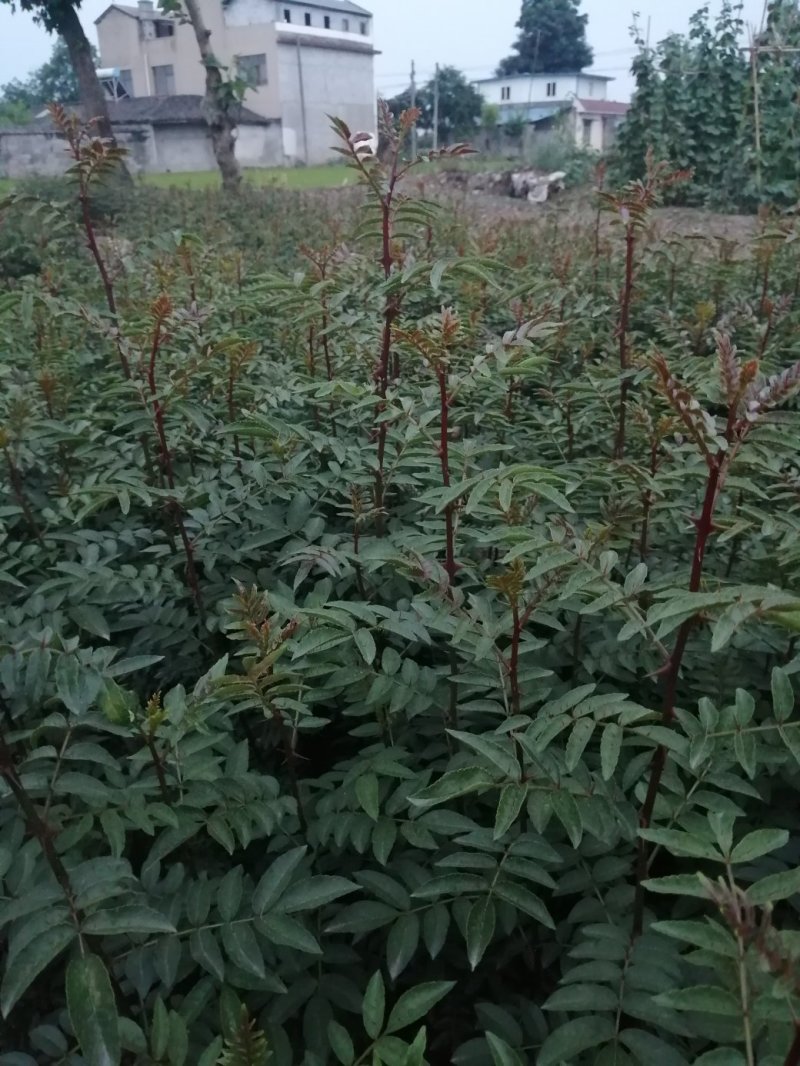 花椒苗，自己家的一手苗。质量有保证