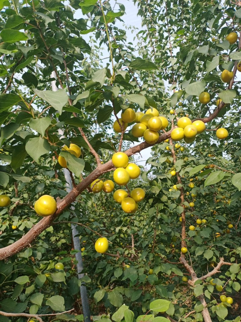 珍珠油杏