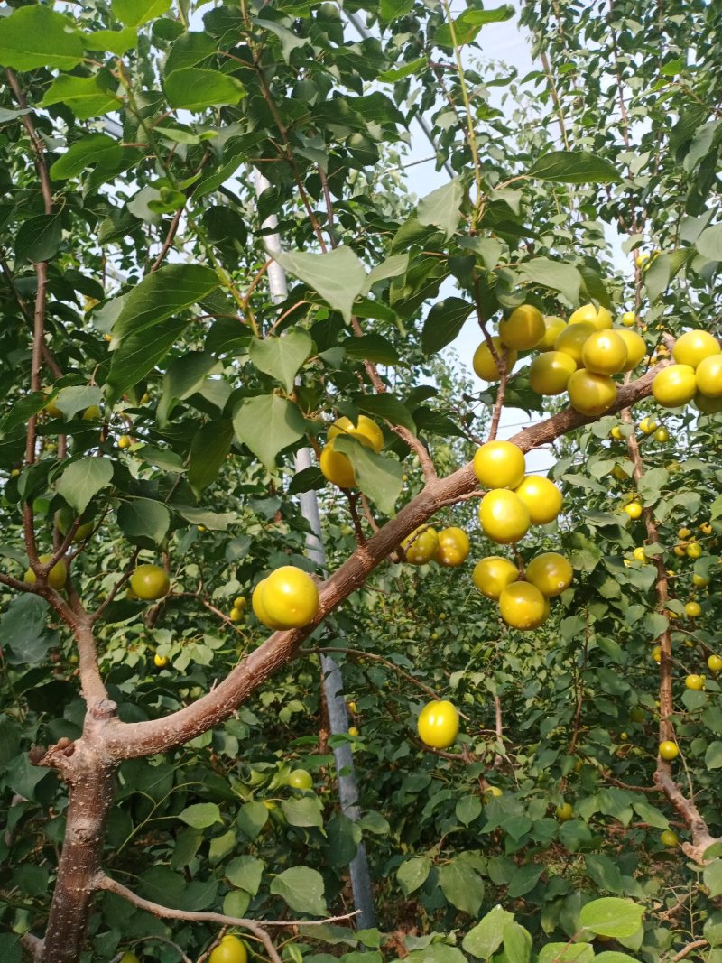 珍珠油杏