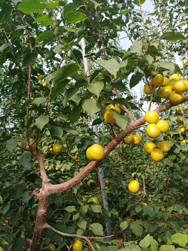 珍珠油杏
