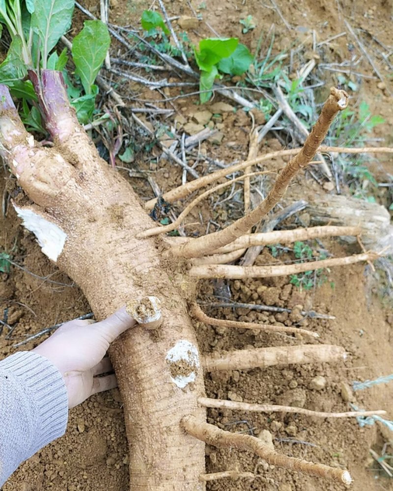 贵州毕节古夜郎大地野生药材商陆下单现采
