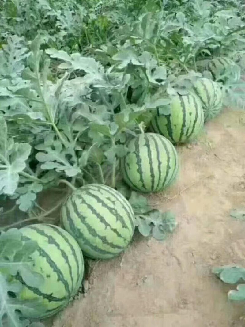 甜王西瓜大量上市，应季水果量大从优产地直销欢迎选购