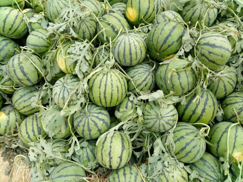 甜王西瓜大量上市，应季水果量大从优产地直销欢迎选购