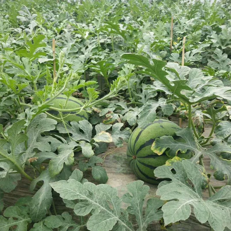 甜王西瓜大量上市，应季水果量大从优产地直销欢迎选购