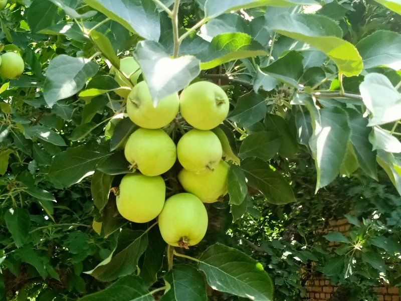 美8苹果，脆甜爽口，品质优，价格合理代收代发
