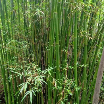 卫生纸A级竹料