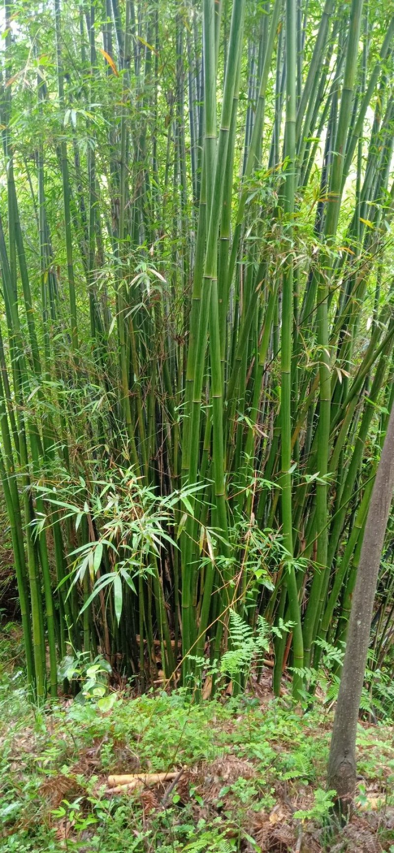 卫生纸A级竹料