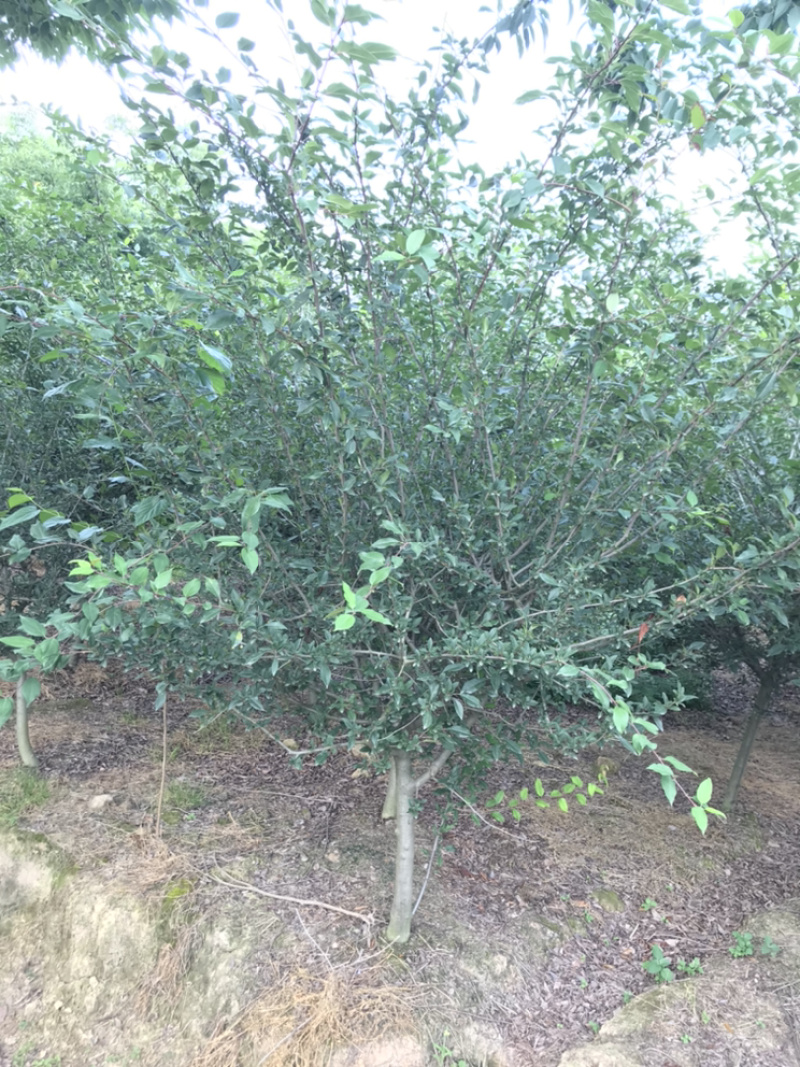 庭院内种植超级惊艳的树垂丝海棠超大规格