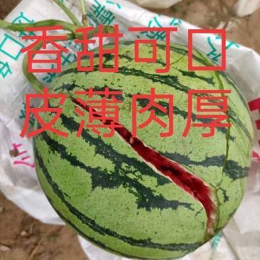 甜王西瓜大量上市,应季水果量大从优产地直销欢迎选购