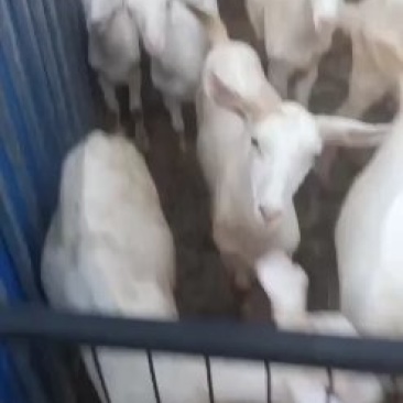 育肥公糕，成长快，肉质好