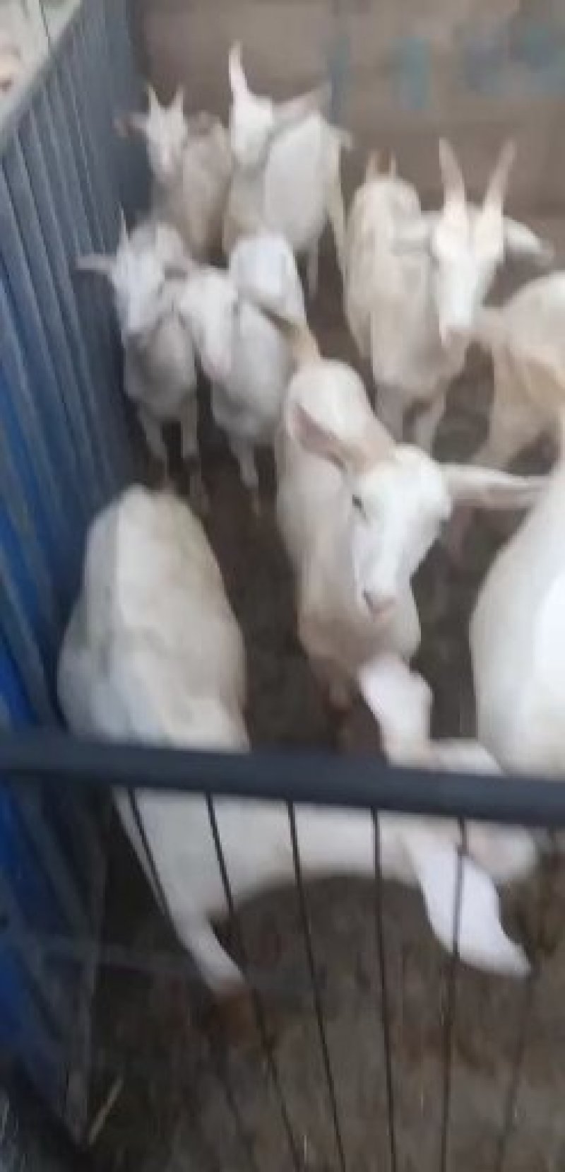 育肥公糕，成长快，肉质好