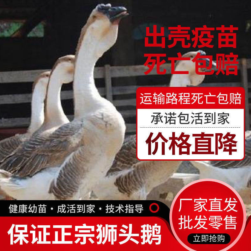 狮头鹅苗，包邮包活打疫苗