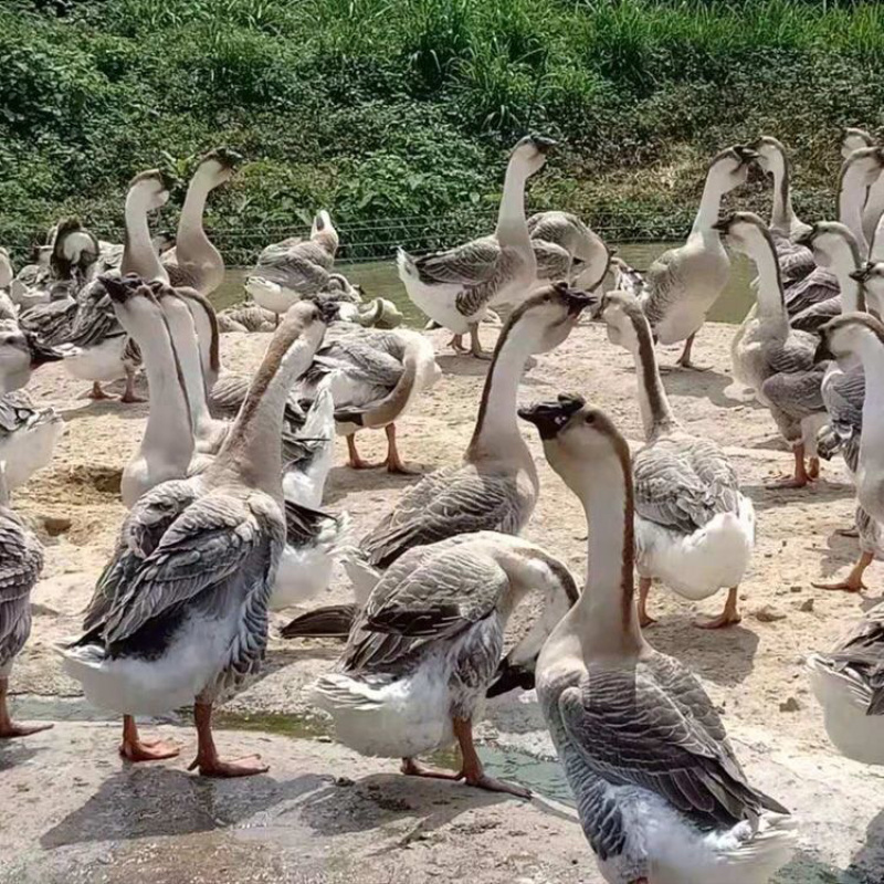 狮头鹅苗，包邮包活打疫苗