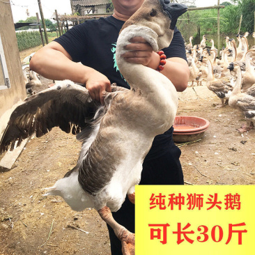 狮头鹅苗,包邮包活打疫苗
