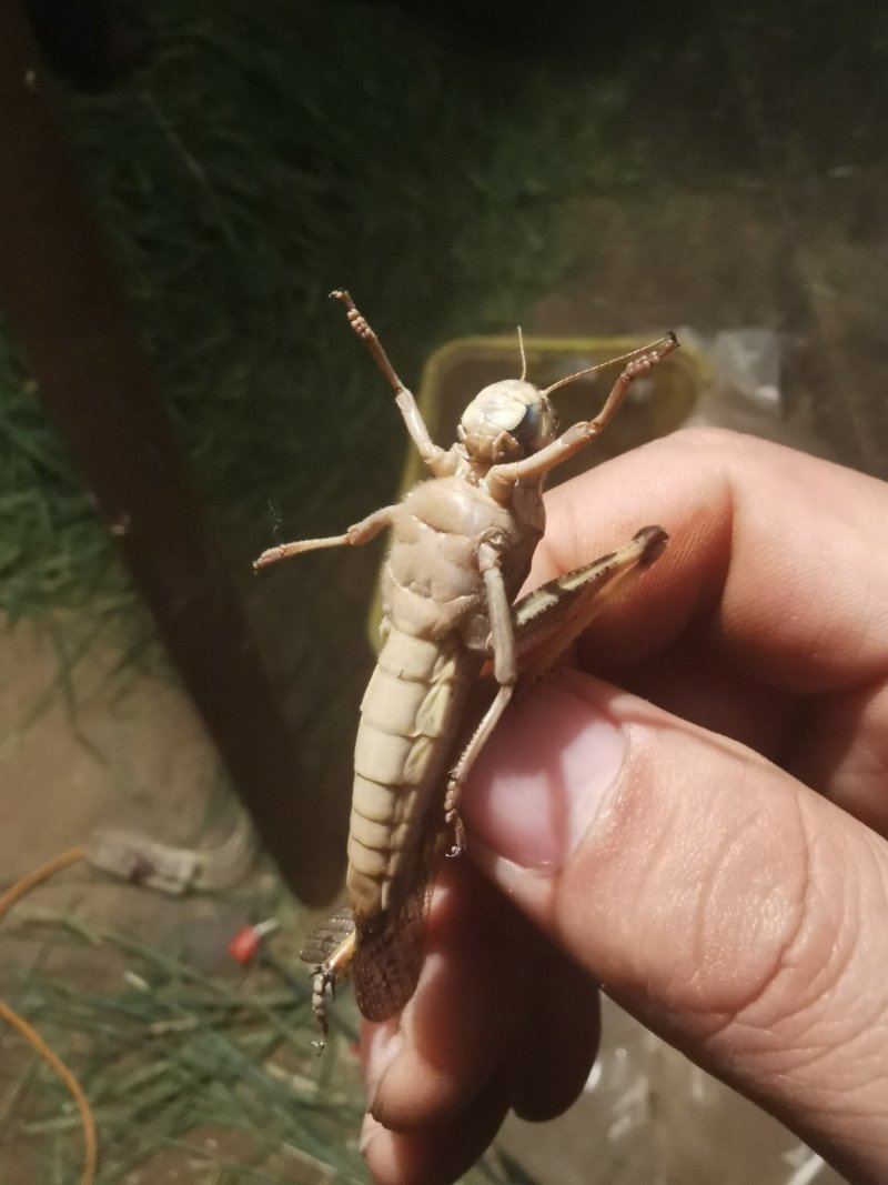 活体，蝗虫，蚂蚱，喂鸟，育蜂专用